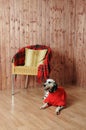 Dalmatian in a red sweater in the autumn interior