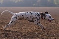 Dalmatian running fast in the fields