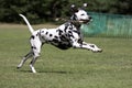 Dalmatian running in field Royalty Free Stock Photo