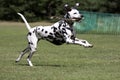 Dalmatian running in field