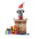 Dalmatian santa dog with christmas ball climbs out of chimney. Isolated on white Royalty Free Stock Photo