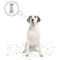 Dalmatian shedding its spots Royalty Free Stock Photo