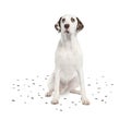 Dalmatian shedding its spots Royalty Free Stock Photo