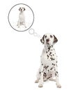 Dalmatian shedding its spots Royalty Free Stock Photo