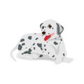 Dalmatian sitting on floor with shadow