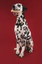 Dalmatian sitting holding rubber bone in mouth