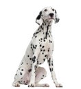 Dalmatian sitting, isolated