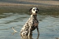 Dalmatian sitting in the water