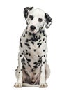 Dalmatian sitting, 5 years old