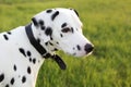 Dalmatian Sky Royalty Free Stock Photo