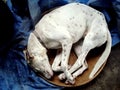 Dalmatian Sleep in Circle