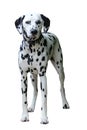 Dalmatian standing, isolated against a white background.