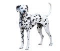 Dalmatian standing, isolated against a white background.