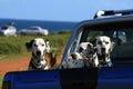 Dalmatians on board Royalty Free Stock Photo