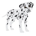 Dalmatians, cute puppy, sad. Vector Illustration Portrait of Dalmatian Puppy. Dog isolated. Royalty Free Stock Photo