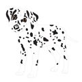 Dalmatians, cute puppy, sad. Vector Illustration Portrait of Dalmatian Puppy. Dog isolated. Royalty Free Stock Photo