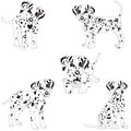 Dalmatians, cute, sad. Vector Illustration Portrait of Dalmatian Puppy. Dog isolated. Royalty Free Stock Photo