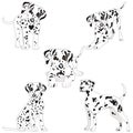 Dalmatians, cute, sad. Vector Illustration Portrait of Dalmatian Puppy. Dog isolated. Royalty Free Stock Photo