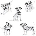 Dalmatians, cute, sad. Vector Illustration. Portrait of Dalmatian Puppy. Dog isolated. Royalty Free Stock Photo