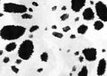 Dalmatians dog spots. animal skin seamless pattern. Black spots on white background. Animal print. Dalmatian dog, damage Royalty Free Stock Photo