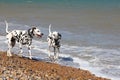 Dalmatians walking in the sea Royalty Free Stock Photo