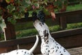 Dalmatine dog is checking blue grapes