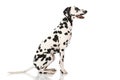 Adult dalmatian dog isolated on white background Royalty Free Stock Photo
