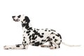 Adult dalmatian dog isolated on white background Royalty Free Stock Photo