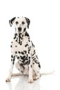 Old dalmatian dog isolated on white background