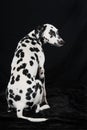 Adult dalmatian dog isolated on black background Royalty Free Stock Photo
