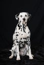 Old dalmatian dog sitting on black background Royalty Free Stock Photo