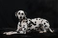 Adult dalmatian dog isolated on black background Royalty Free Stock Photo