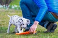 Man playing with dalmatian puppy Royalty Free Stock Photo