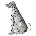 Dalmation - 01