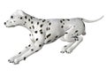 Dalmation - 03