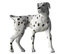 Dalmation - 04