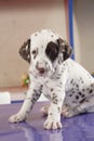 Dalmation Royalty Free Stock Photo