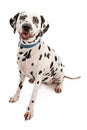 Dalmation Royalty Free Stock Photo