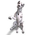 Dalmation