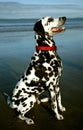 Dalmation 2 Royalty Free Stock Photo