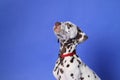 Dalmation