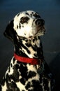 Dalmation Royalty Free Stock Photo