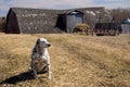 Dalmation dog on the farm Royalty Free Stock Photo