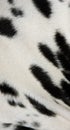 Dalmation Fur Royalty Free Stock Photo