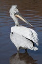 Dalmation Pelican Royalty Free Stock Photo