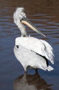 Dalmation Pelican Royalty Free Stock Photo