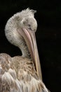 Dalmation Pelican Royalty Free Stock Photo
