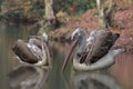 Dalmation Pelicans