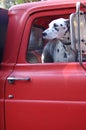 Dalmation in a Red Fire truck