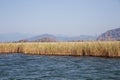 Dalyan river is populer tourist destination in Turkey. River hosts the caretta caretta and many birds and fishs